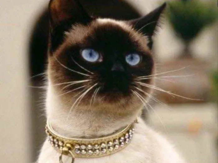 Gato ra a Siamesa  idade 1 ano nome Rubi 
