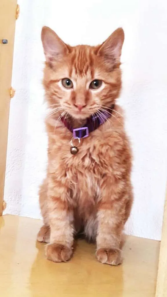 Gato ra a srd idade 2 a 6 meses nome Lion e Theo
