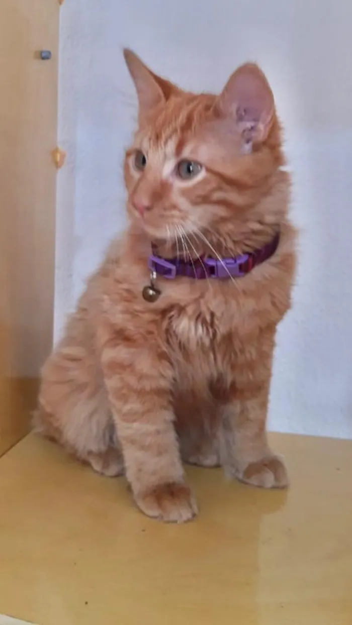 Gato ra a srd idade 2 a 6 meses nome Lion e Theo