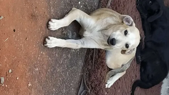 Cachorro ra a Viralata idade 2 a 6 meses nome Teodoro 