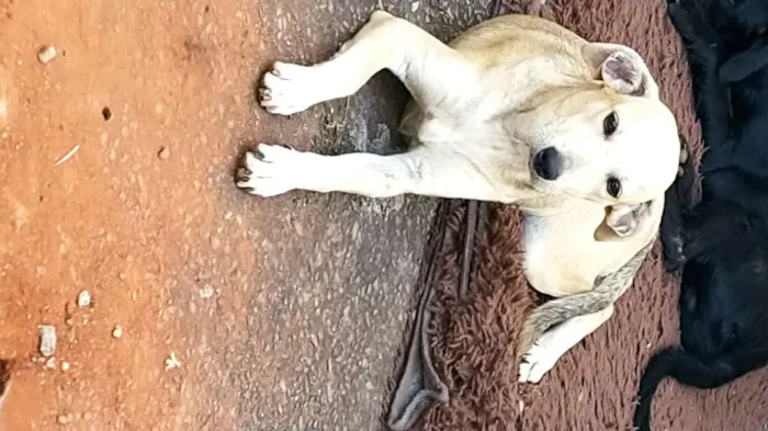 Cachorro ra a Viralata idade 2 a 6 meses nome Teodoro 