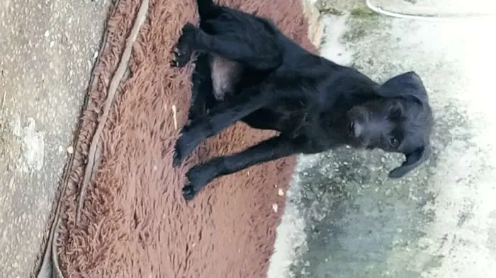 Cachorro ra a Viralata idade 2 a 6 meses nome Teodoro 