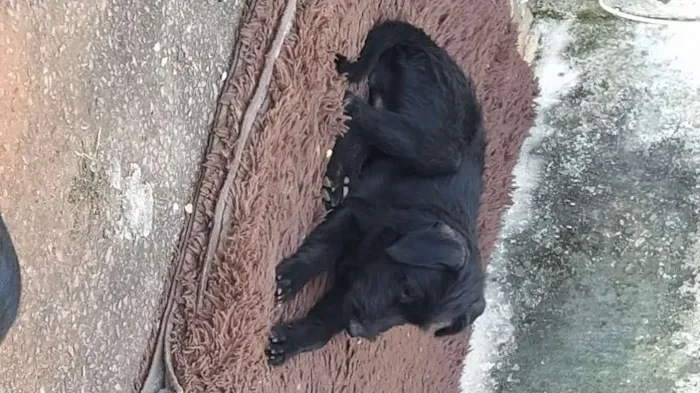 Cachorro ra a Viralata idade 2 a 6 meses nome Teodoro 