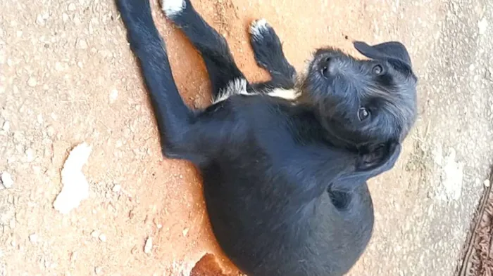 Cachorro ra a Viralata idade 2 a 6 meses nome Teodoro 