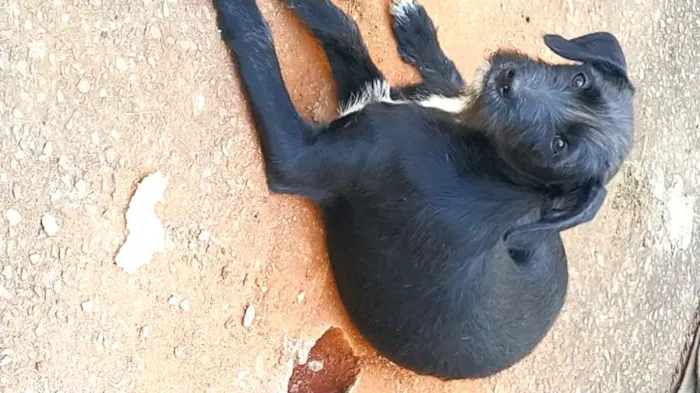 Cachorro ra a Viralata idade 2 a 6 meses nome Teodoro 