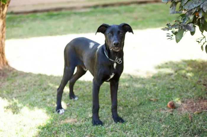 Cachorro raça SRD idade 2 a 6 meses nome Thel