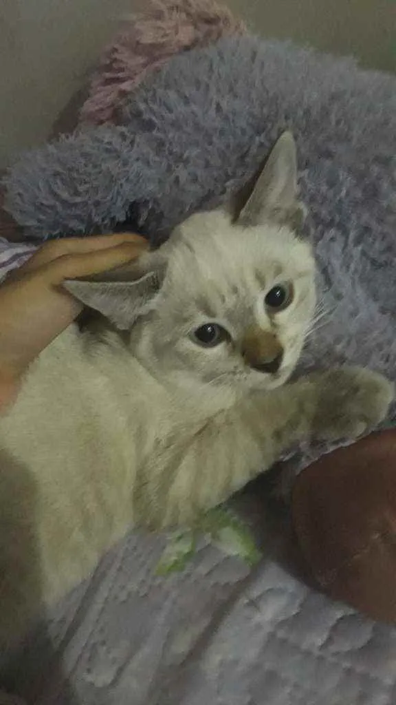 Gato ra a  idade 2 a 6 meses nome (sem nome) 