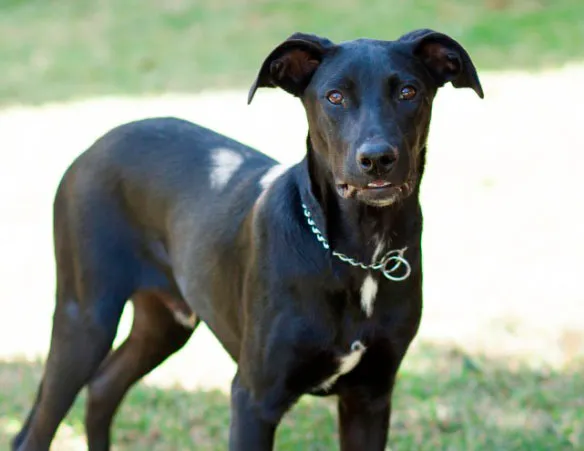 Cachorro raça SRD idade 2 a 6 meses nome Thel