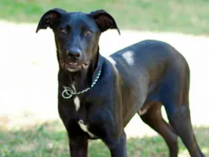 Cachorro raça SRD idade 2 a 6 meses nome Thel