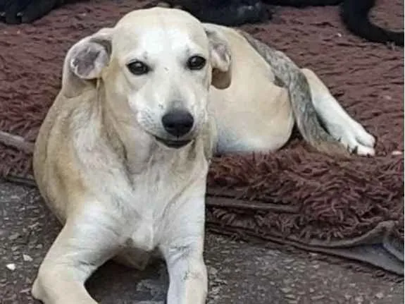 Cachorro ra a Viralata idade 2 a 6 meses nome Teodoro 