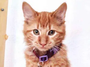 Gato raça srd idade 2 a 6 meses nome Lion e Theo