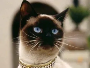 Gato raça Siamesa  idade 1 ano nome Rubi 