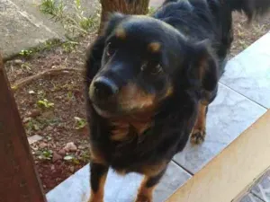 Cachorro raça SRD idade 4 anos nome Duda