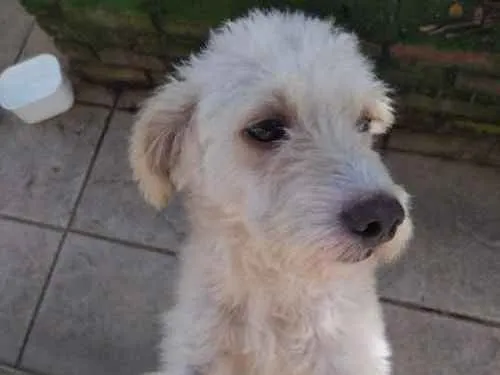 Cachorro ra a Poodlo idade 2 anos nome Igor