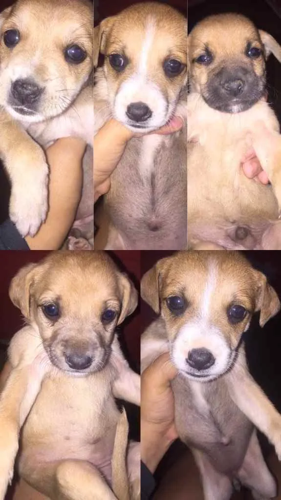 Cachorro raça SRD idade Abaixo de 2 meses nome Filhotes