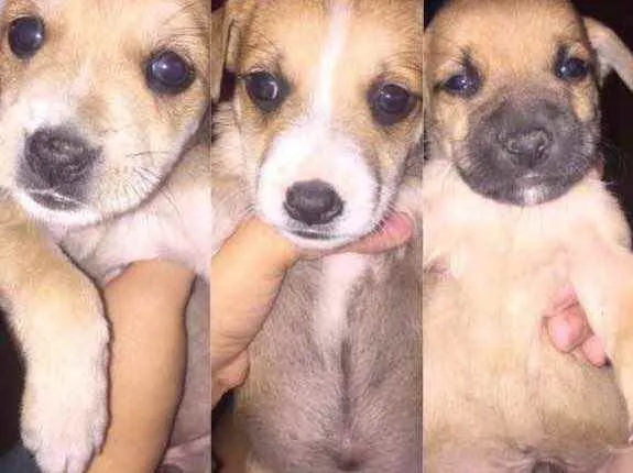 Cachorro raça SRD idade Abaixo de 2 meses nome Filhotes