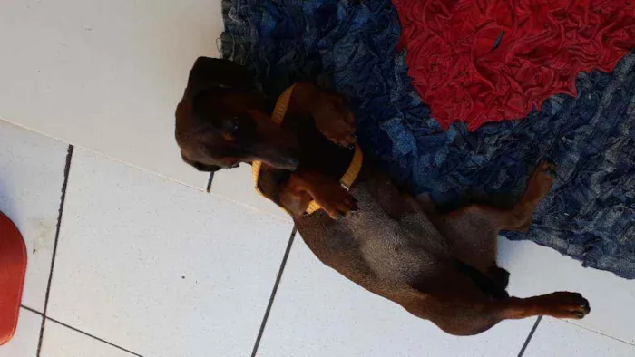Cachorro ra a Cofap idade 7 a 11 meses nome Luna