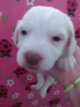 Henry