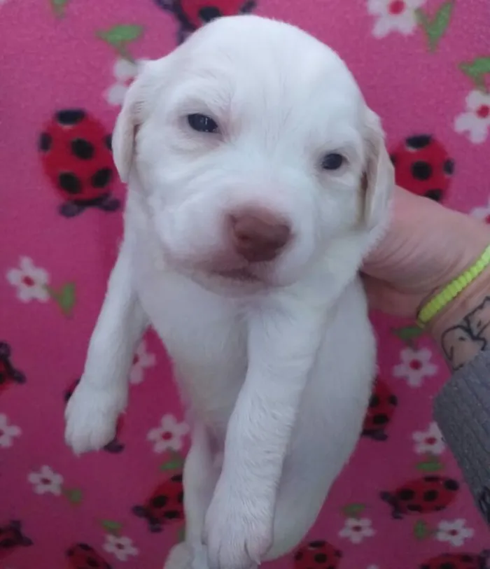Cachorro ra a Srd idade Abaixo de 2 meses nome Henry