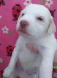 Henry