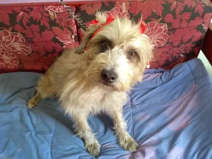 Cachorro ra a Srd  idade 4 anos nome Fêmea