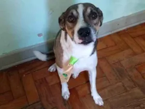 Cachorro raça SRD idade 4 anos nome Macho 