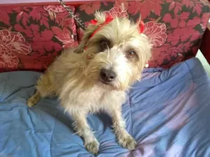 Cachorro raça Srd  idade 4 anos nome Fêmea 