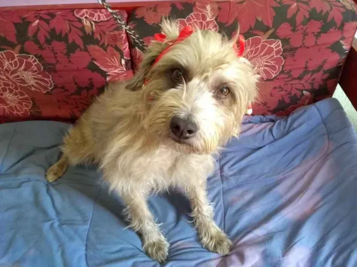 Cachorro ra a Srd  idade 4 anos nome Fêmea