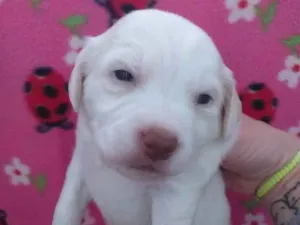 Cachorro raça Srd idade Abaixo de 2 meses nome Henry