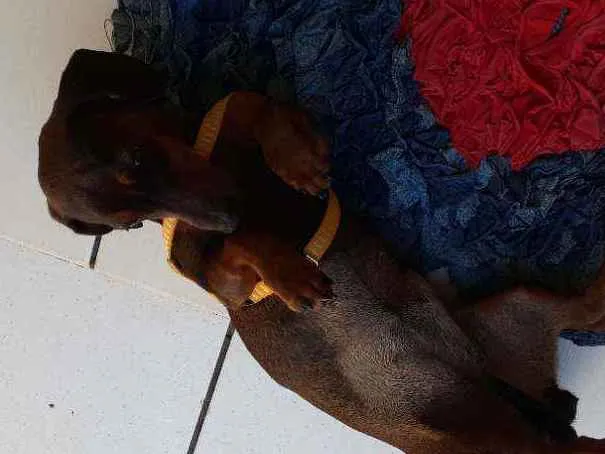 Cachorro ra a Cofap idade 7 a 11 meses nome Luna