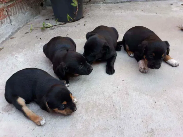 Cachorro ra a Indefinidas idade 2 a 6 meses nome Filhotes