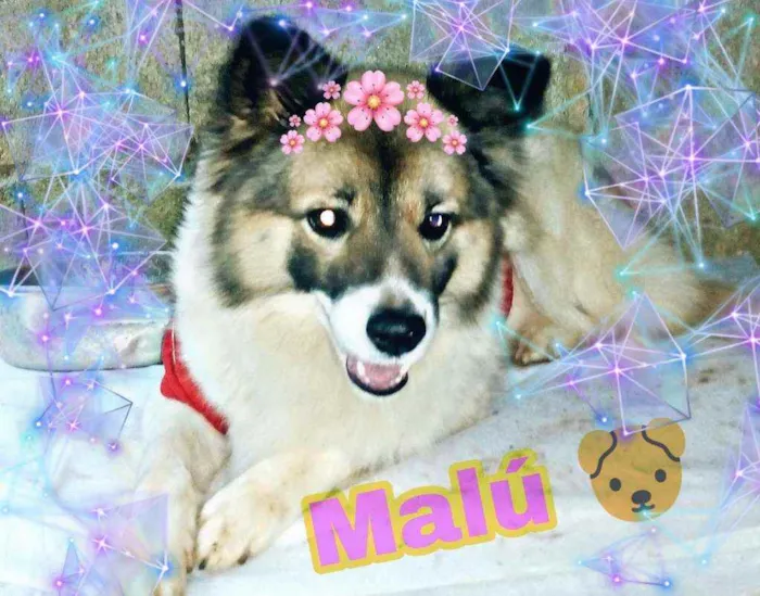 Cachorro ra a Vira lata idade 4 anos nome Malu 