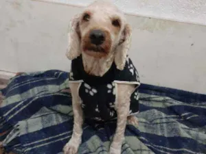 Cachorro raça Poodle com cocker idade 4 anos nome Caranelo