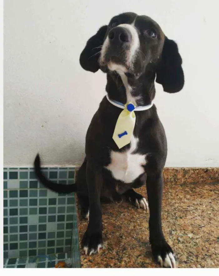 Cachorro ra a SRD idade 2 anos nome Bob 