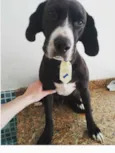 Bob