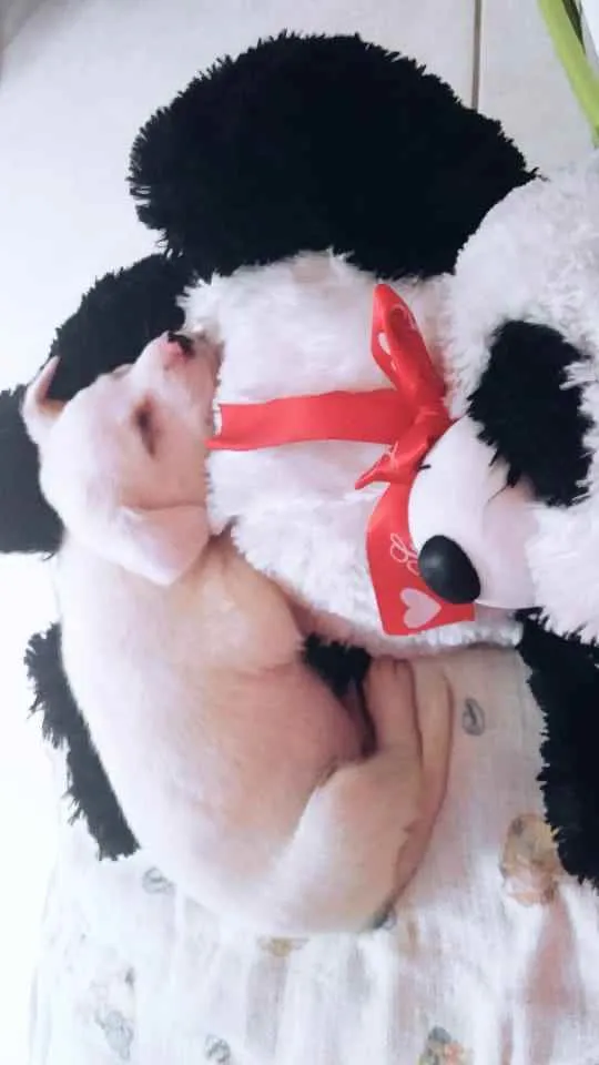 Cachorro raça Labrador idade Abaixo de 2 meses nome Apolo