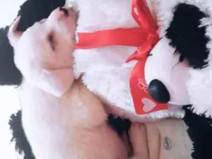 Cachorro raça Labrador idade Abaixo de 2 meses nome Apolo