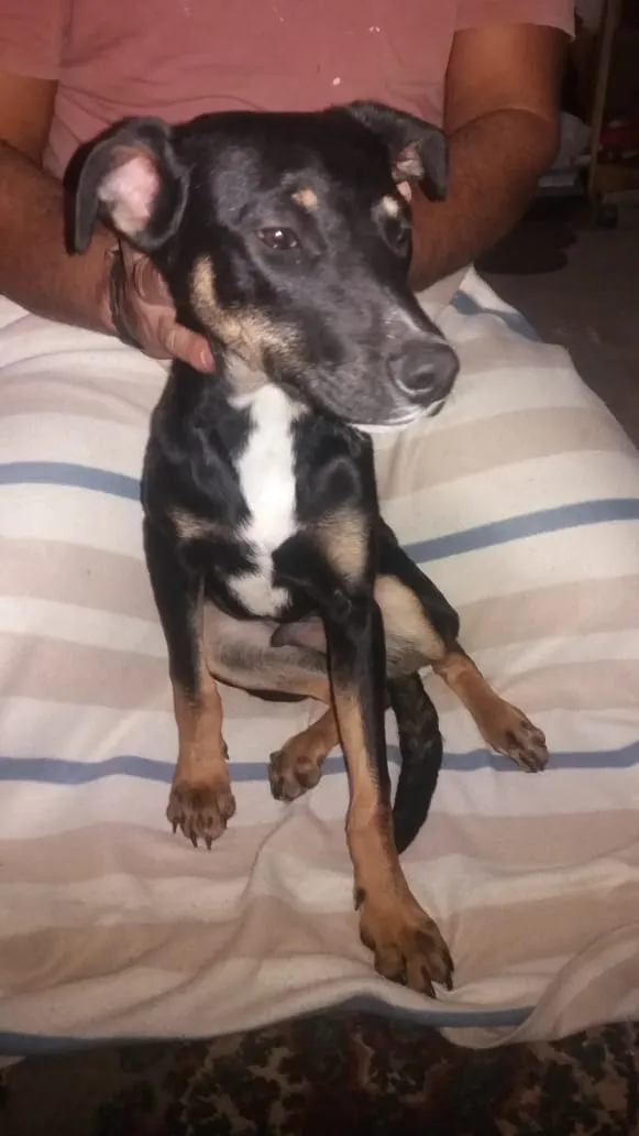 Cachorro ra a Srd idade 7 a 11 meses nome Sansão