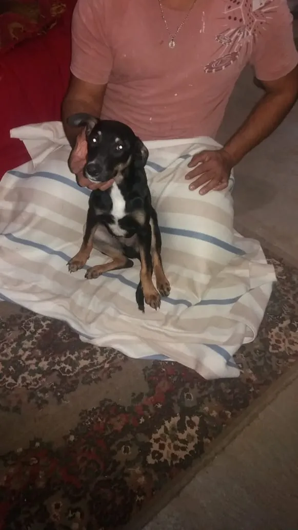 Cachorro ra a Srd idade 7 a 11 meses nome Sansão