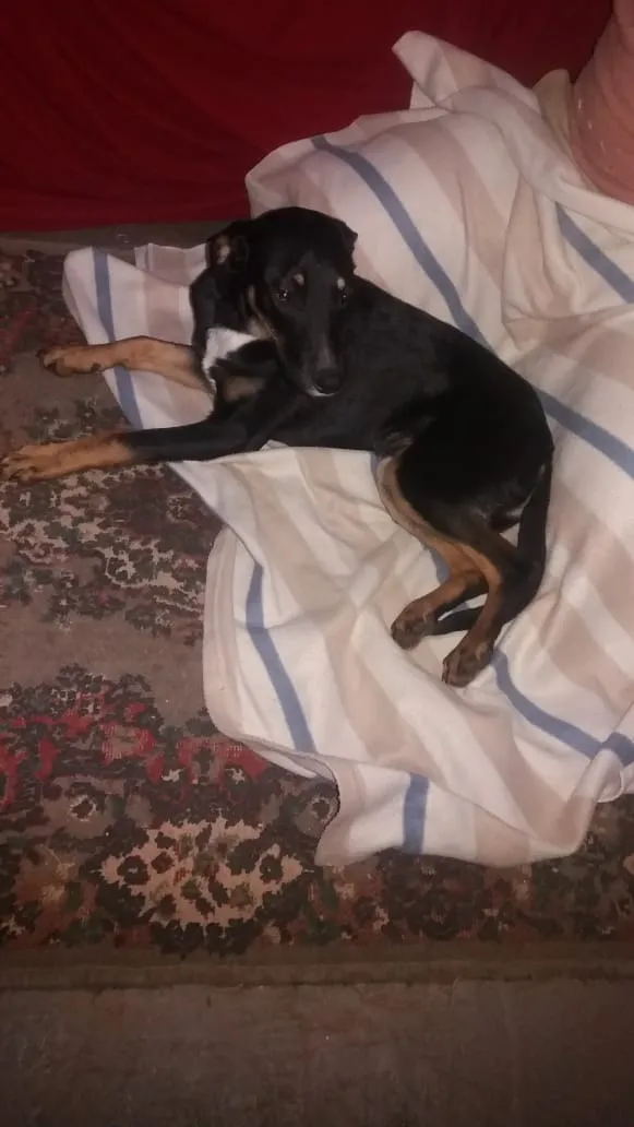 Cachorro ra a Srd idade 7 a 11 meses nome Sansão
