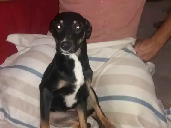 Cachorro ra a Srd idade 7 a 11 meses nome Sansão