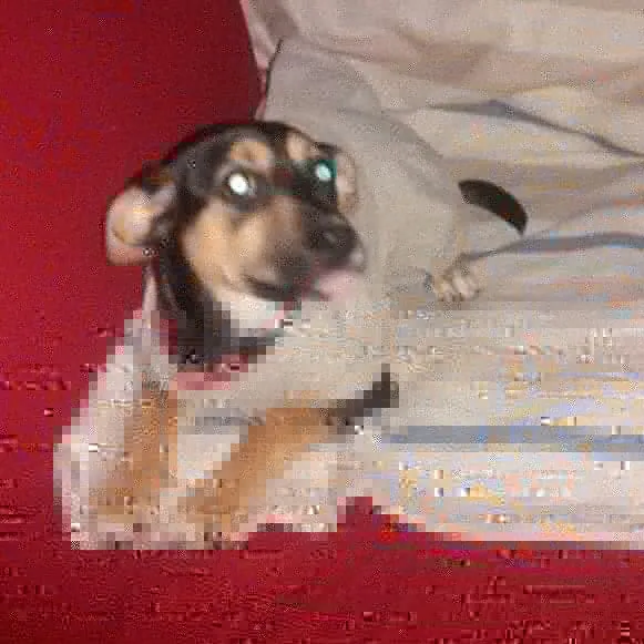 Cachorro ra a Srd idade 2 a 6 meses nome Kiara