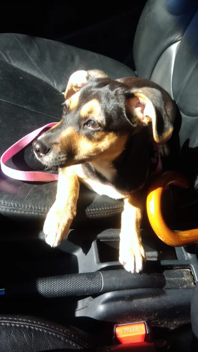 Cachorro ra a Srd idade 2 a 6 meses nome Kiara