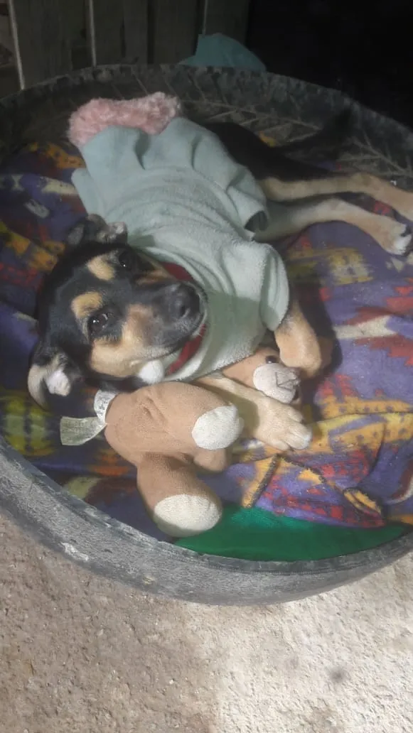 Cachorro ra a Srd idade 2 a 6 meses nome Kiara