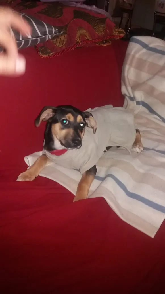 Cachorro ra a Srd idade 2 a 6 meses nome Kiara