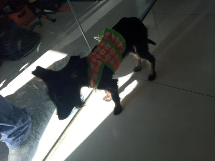 Cachorro ra a Srd idade 2 a 6 meses nome Minnie