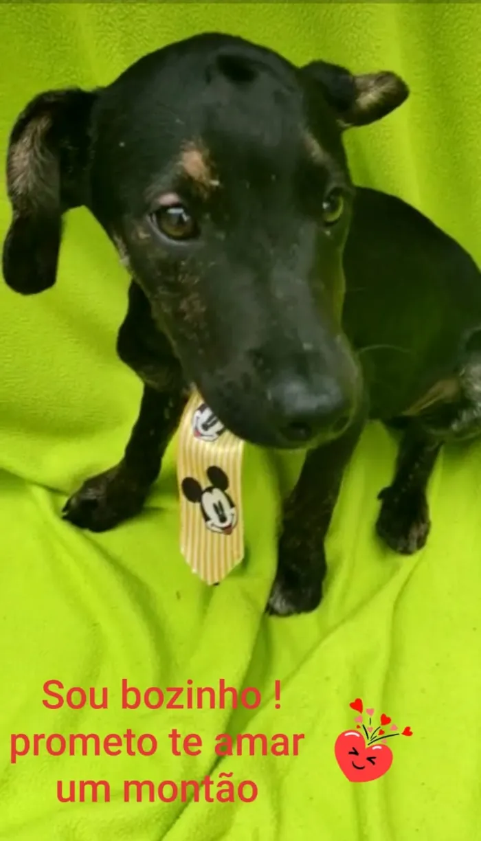Cachorro ra a Srd idade 2 a 6 meses nome Haj
