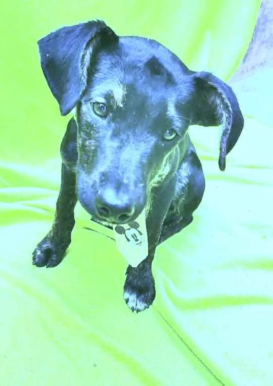 Cachorro ra a Srd idade 2 a 6 meses nome Haj