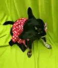 Mel
