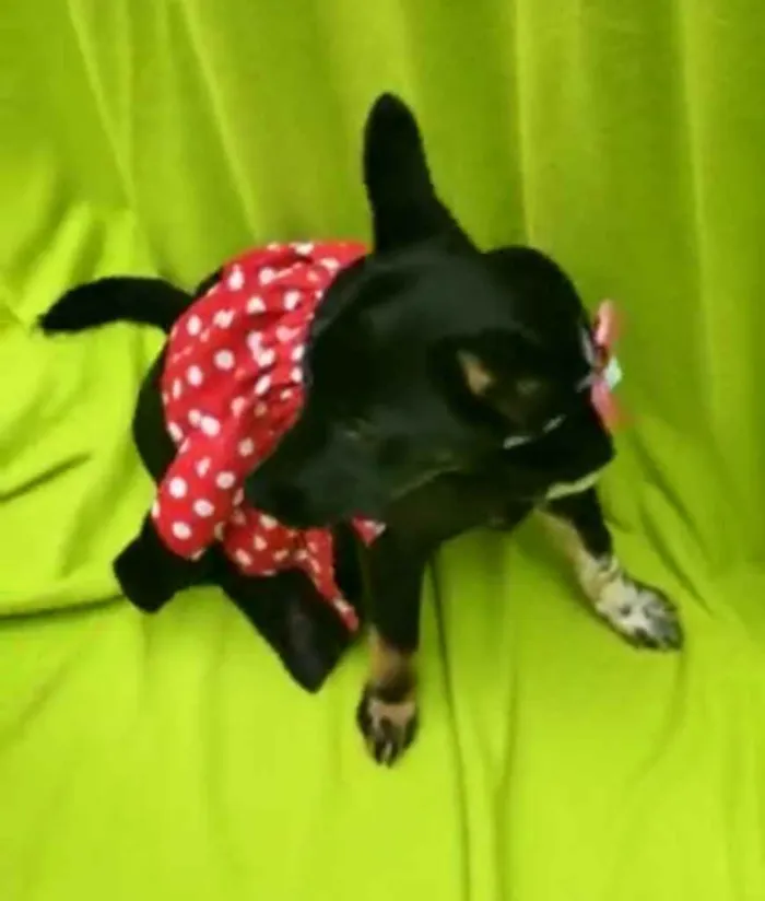 Cachorro ra a Srd idade 2 a 6 meses nome Mel